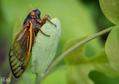 North Carolina Welcomes the Emergence of 13-Year Cicadas