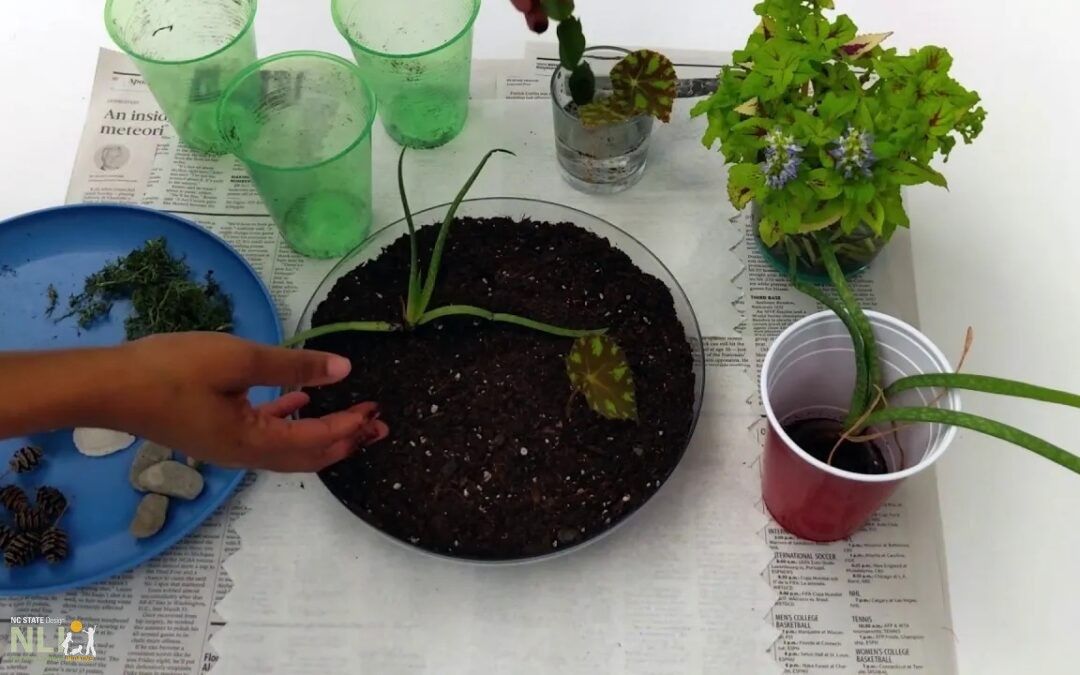 Making a Terrarium