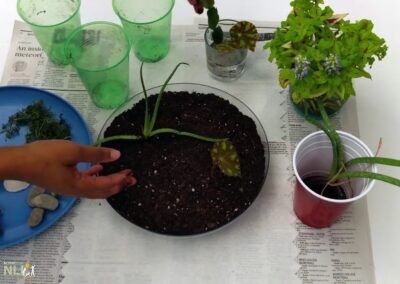 Making a Terrarium