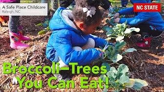 Broccoli-Trees You Can Eat! – NLI Short