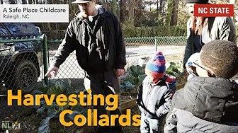 Harvesting Collards – NLI Short